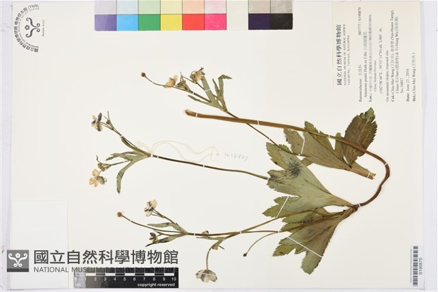 川西銀蓮花藏品圖，第1張