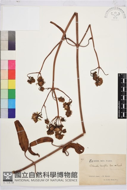 披針葉鐵線蓮藏品圖，第1張