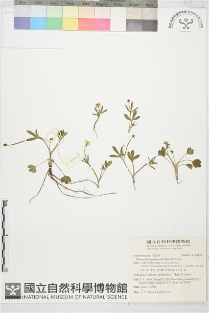 檜林毛茛藏品圖，第1張