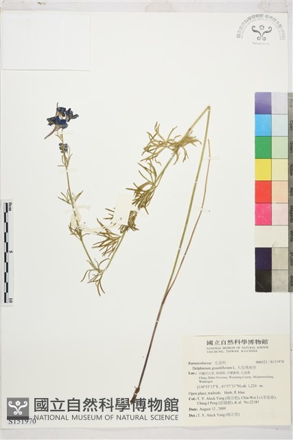 大花飛燕草藏品圖，第1張