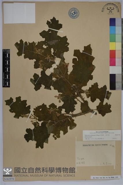 印度茄、南天茄藏品圖，第1張