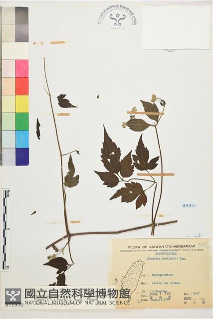 巴氏鐵線蓮藏品圖，第1張