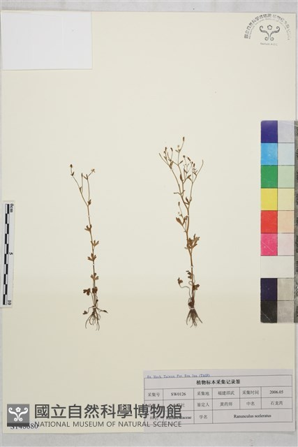 石龍芮藏品圖，第1張