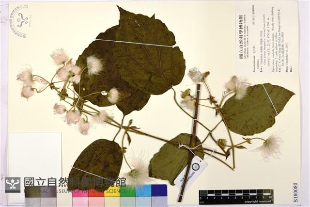 登錄號:S180080藏品圖，第1張