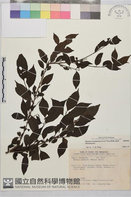 畢祿山鼠李藏品圖，第1張