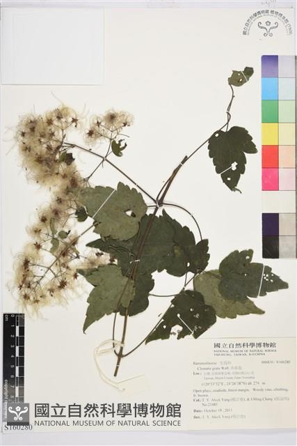 串鼻龍藏品圖，第1張