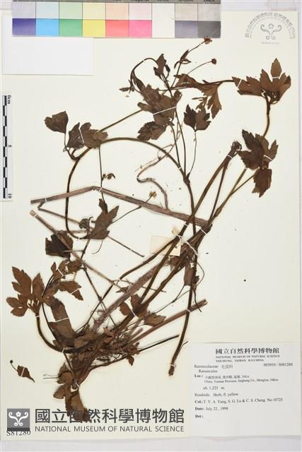 登錄號:S081280藏品圖，第1張