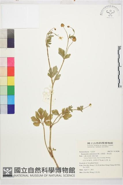 水辣菜、禺毛茛藏品圖，第1張