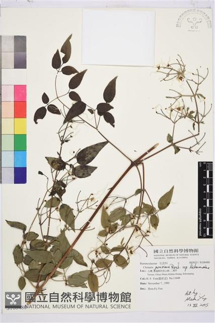 Accession Number:S108480 Collection Image