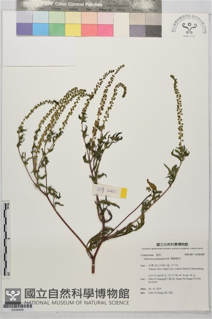裸穗豬草藏品圖，第1張