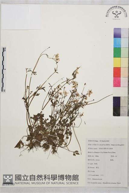 小毛茛藏品圖，第1張