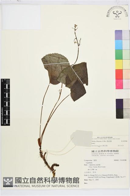 鐵破鑼藏品圖，第2張