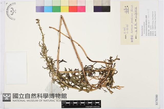 鐵棒錘藏品圖，第1張