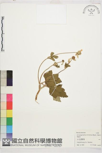 小白頭翁藏品圖，第1張