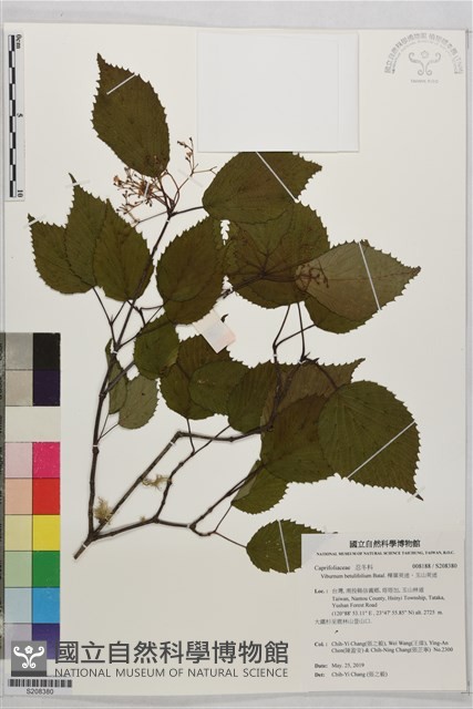 樺葉莢迷、玉山莢迷藏品圖，第1張