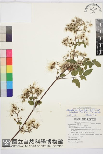 梨山小蓑衣藤藏品圖，第1張