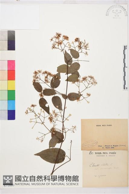 鈍萼鐵線蓮藏品圖，第1張