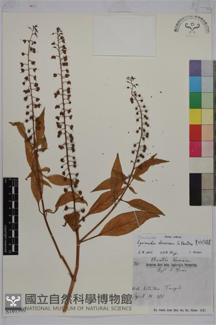 崖椒、雙面刺藏品圖，第1張