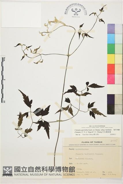 巴氏鐵線蓮藏品圖，第1張