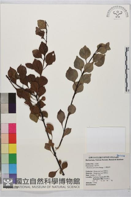 小葉鼠李藏品圖，第1張