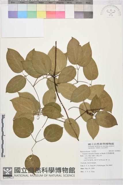 柱果鐵線蓮藏品圖，第1張