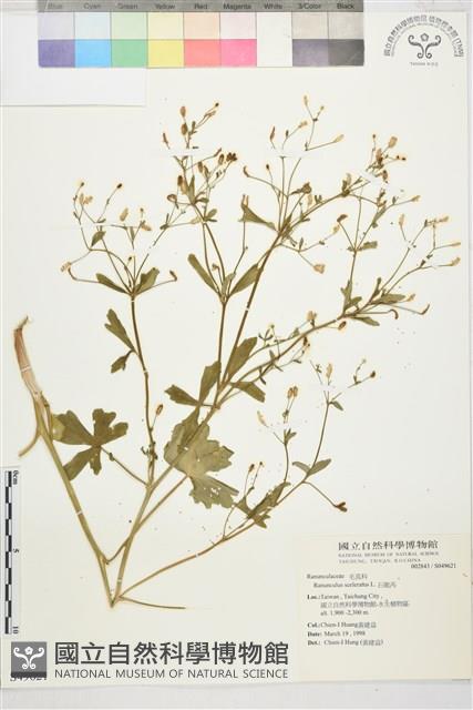 石龍芮藏品圖，第1張