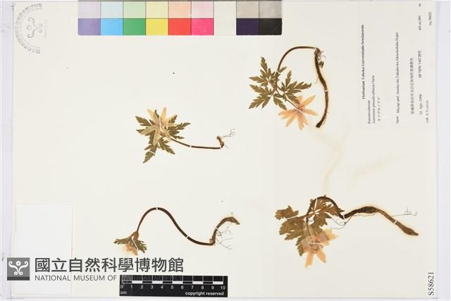 登錄號:S058621藏品圖，第1張