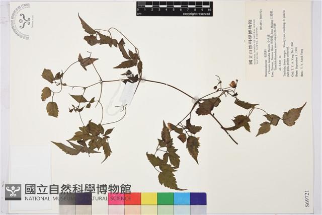 小木通藏品圖，第2張