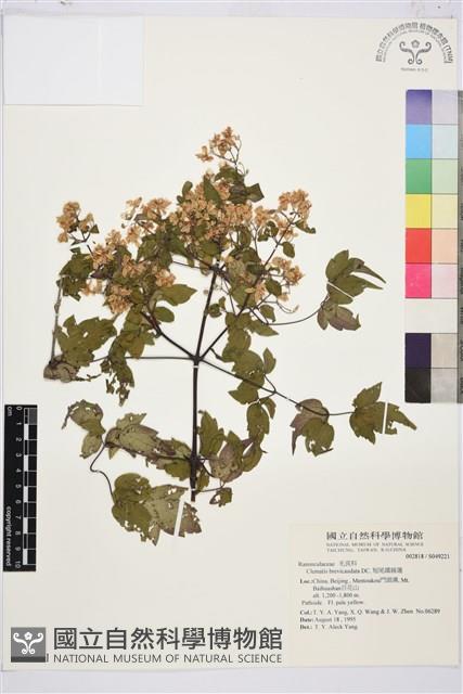 短尾鐵線蓮藏品圖，第1張