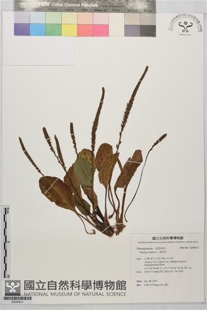 車前草藏品圖，第1張