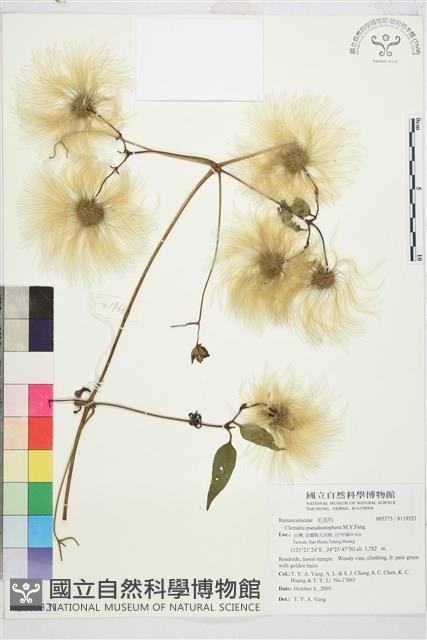 華中鐵線蓮藏品圖，第2張