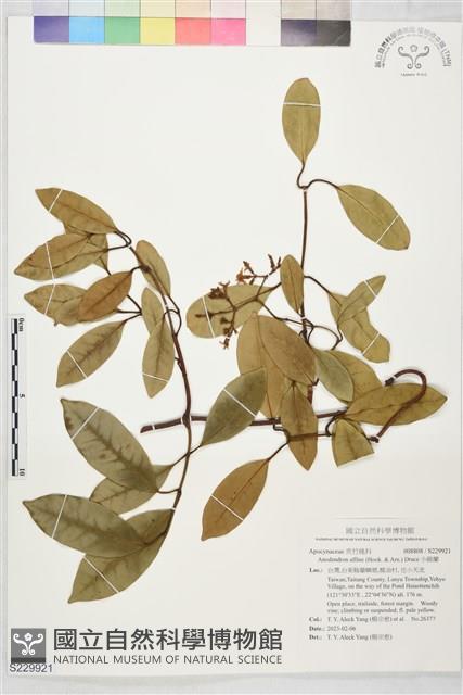 小錦蘭藏品圖，第1張