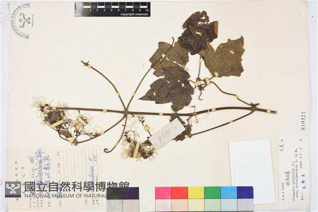 鈍齒鐵線蓮藏品圖，第1張