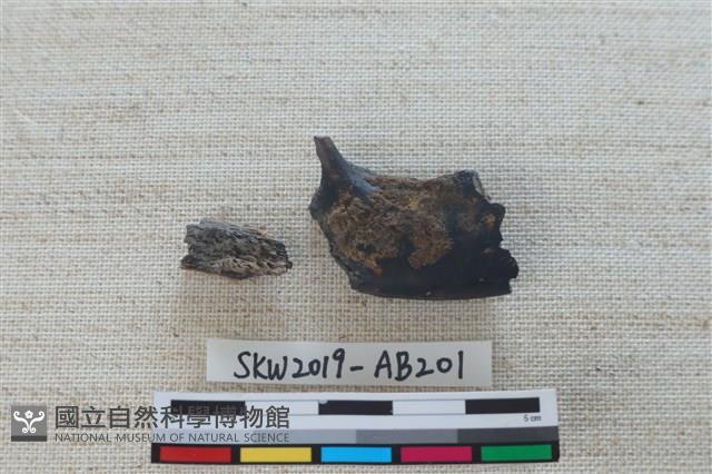 獸骨藏品圖，第1張