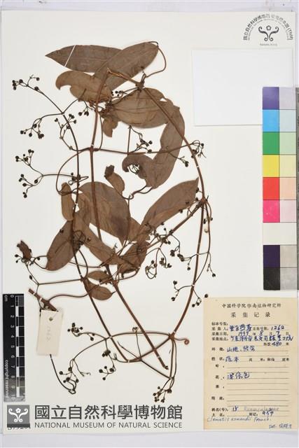 小木通藏品圖，第1張