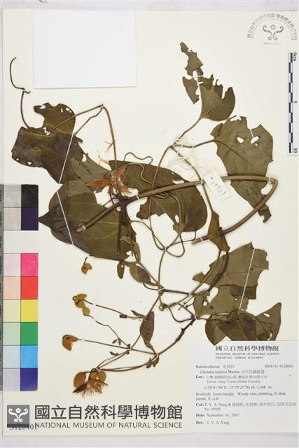 田代氏鐵線蓮藏品圖，第1張