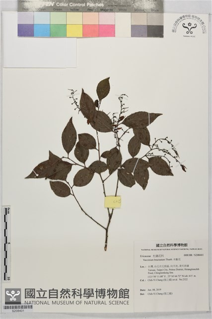 米飯花藏品圖，第1張