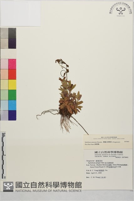 黑龍江柳葉菜藏品圖，第1張