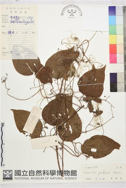 兩廣錫蘭蓮藏品圖，第1張