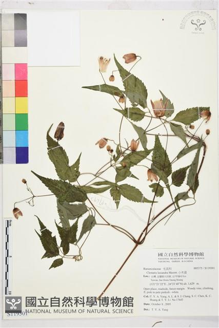 小木通藏品圖，第1張