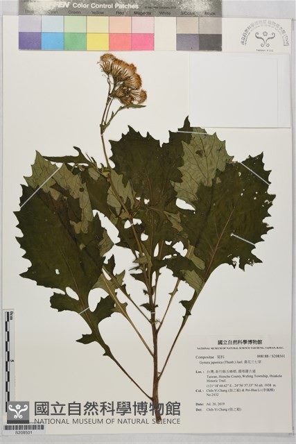 黃花三七草藏品圖，第1張