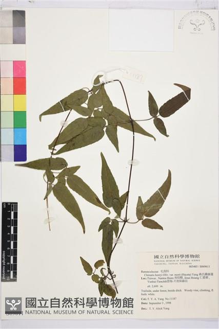 森氏鐵線蓮藏品圖，第2張