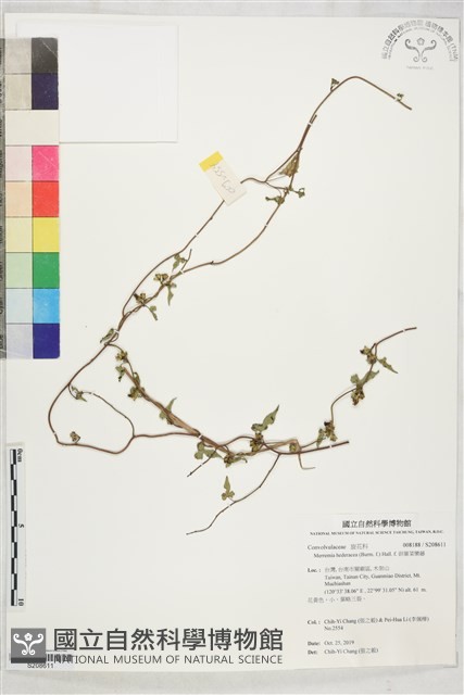 卵葉菜欒藤藏品圖，第1張