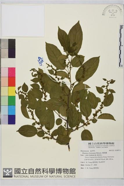 桶鉤藤藏品圖，第1張