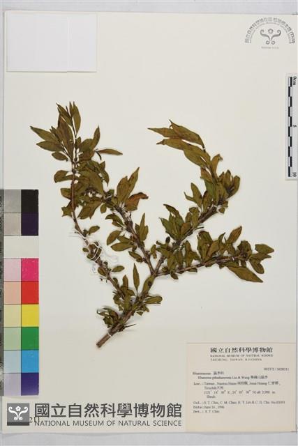 畢祿山鼠李藏品圖，第1張