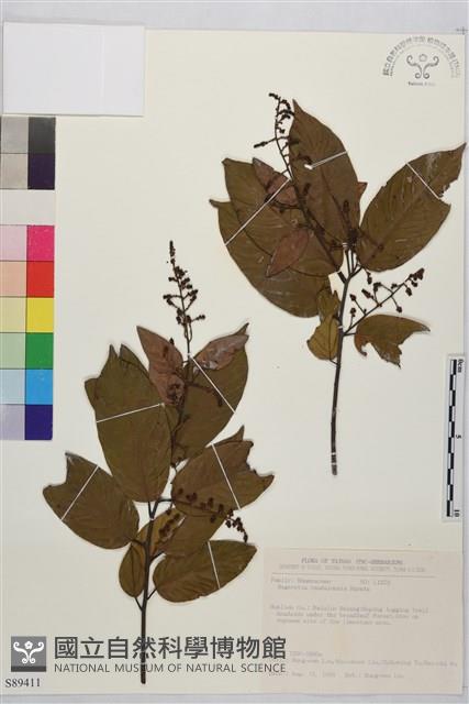 巒大雀梅藤藏品圖，第1張