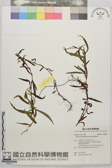盤腺蓼藏品圖，第1張