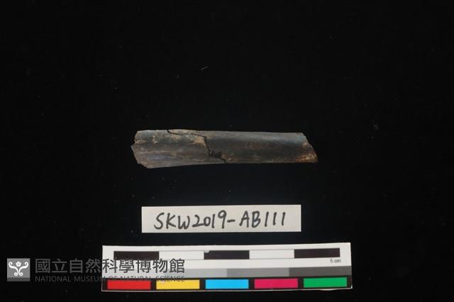 獸骨藏品圖，第1張