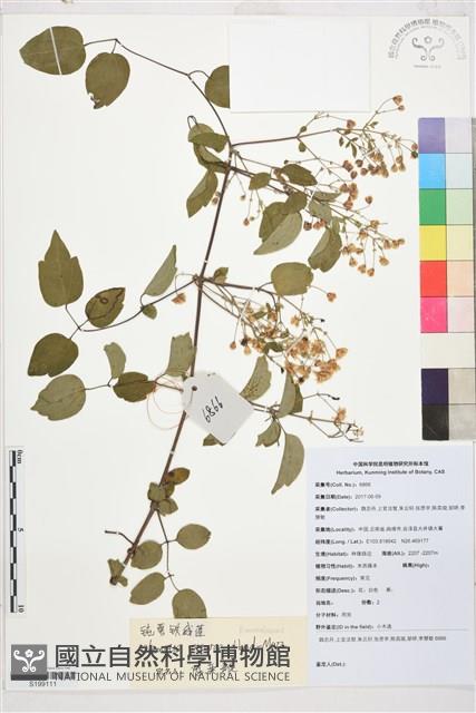 鈍萼鐵線蓮藏品圖，第1張