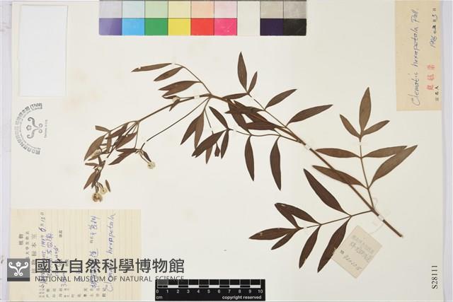 棉團鐵線蓮藏品圖，第1張